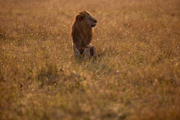 Fototapeta premium Male African lion in golden Maasai Mara grassland