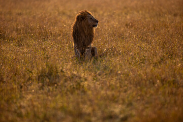 Male African lion in golden Maasai Mara grassland © mktuteja