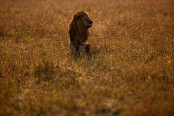 Male African lion in golden Maasai Mara grassland © mktuteja