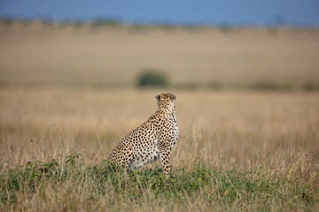 Alert cheetah sitting in Maasai Mara grassland © mktuteja