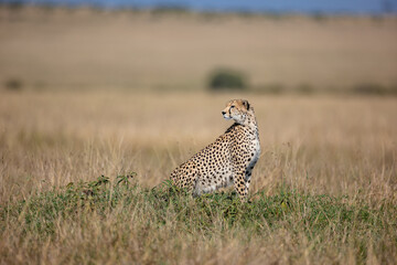 Alert cheetah sitting in Maasai Mara grassland © mktuteja
