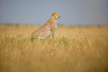Alert cheetah sitting in Maasai Mara grassland © mktuteja