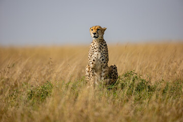 Alert cheetah sitting in Maasai Mara grassland © mktuteja