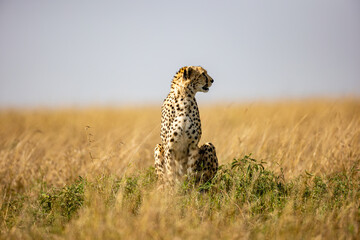 Alert cheetah sitting in Maasai Mara grassland © mktuteja