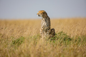 Alert cheetah sitting in Maasai Mara grassland © mktuteja