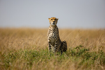 Alert cheetah sitting in Maasai Mara grassland © mktuteja