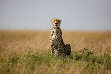 Alert cheetah sitting in Maasai Mara grassland © mktuteja