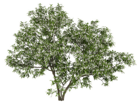 Robinia pseudoacacia Isolated PNG, White Flowering Deciduous Locust Tree, Transparent Background