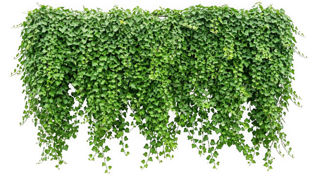 Lush green ivy wall hanging down isolated on transparent background