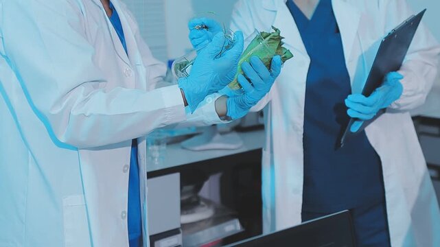 Scientist examining forcemeat in laboratory