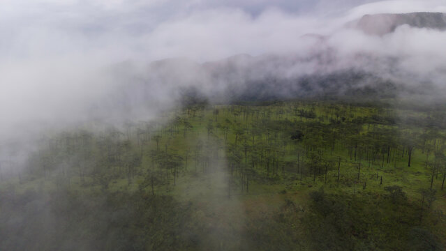 Phu Soi Dao National Park in the rainy season with mist covering the trees and forest has a beautiful and refreshing nature. Located in Thailand