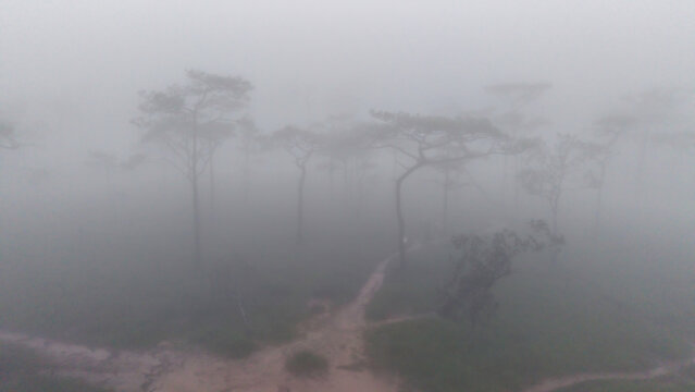 Phu Soi Dao National Park in the rainy season with mist covering the trees and forest has a beautiful and refreshing nature. Located in Thailand