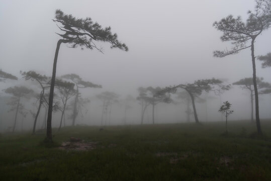 Phu Soi Dao National Park in the rainy season with mist covering the trees and forest has a beautiful and refreshing nature. Located in Thailand