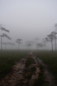 Phu Soi Dao National Park in the rainy season with mist covering the trees and forest has a beautiful and refreshing nature. Located in Thailand