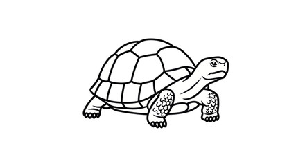 Detailed tortoise outline showing shell patterns and texture © ANDU