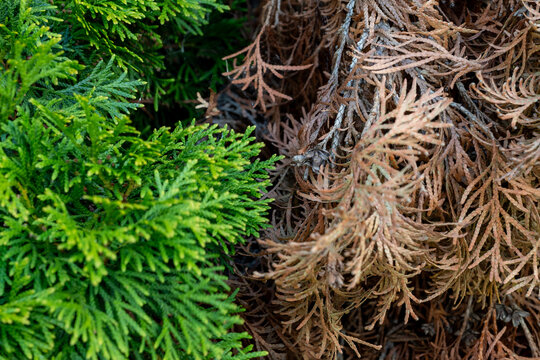 Healthy Green and Dried Thuja Foliage Comparison