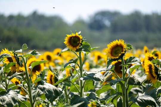 Blooming Sunflower Field in Summer Landscape