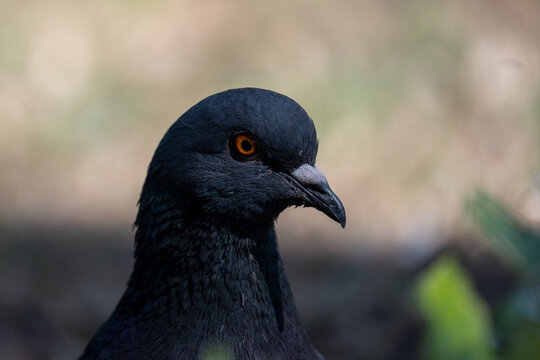 Close Up Portrait of a Rock Pigeon with Orange Eye
