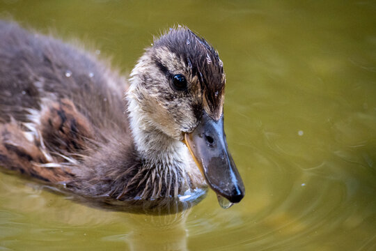 Cute Mallard Duckling Swimming in a Pond