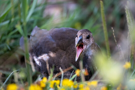Juvenile Common Moorhen with Open Beak
