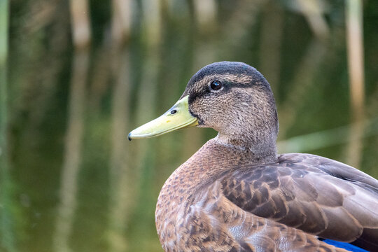 Close Up Portrait of a Female Mallard Duck