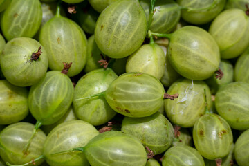 Fresh Green Gooseberries Close Up Background © Daniel