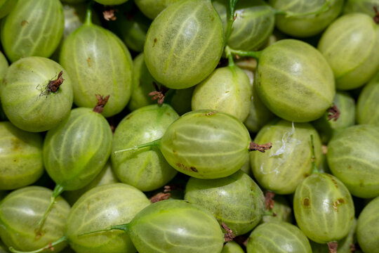 Fresh Green Gooseberries Close Up Background