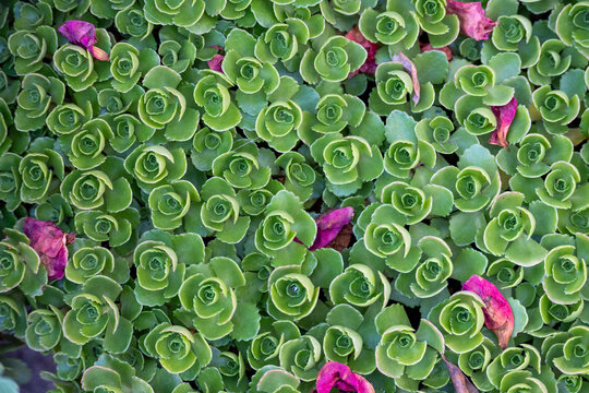 Green Succulent Rosettes Forming Natural Background