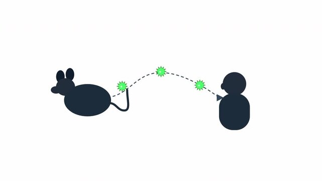 Animated disease transmission from rodent to human concept, virus spreads from rat
