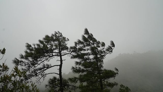 Wind Blowing Pine Trees on a Misty Mountain in Natural Forest Landscape