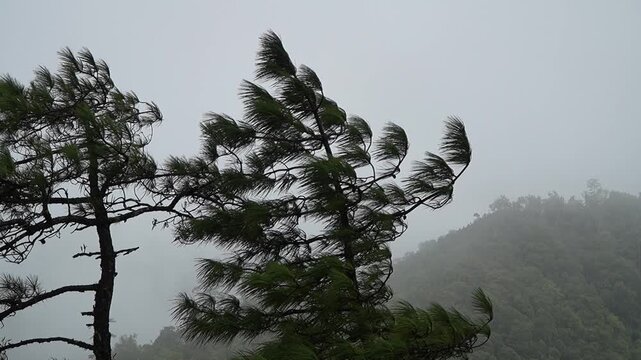 Wind Blowing Pine Trees on a Misty Mountain in Natural Forest Landscape