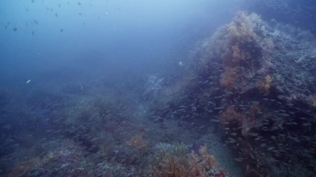 soft corals, and small fish, Dendronephthya, and schooling fish