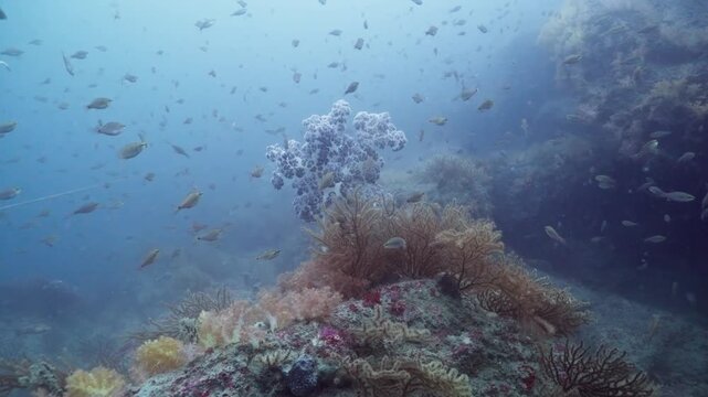 soft corals, and small fish, Dendronephthya, and schooling fish