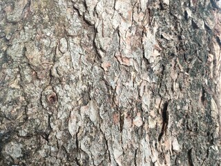 Fototapeta premium Weathered Tree Bark Surface Texture