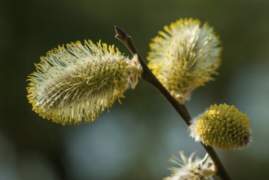 Flora, spring, plants, Salix spec., willow