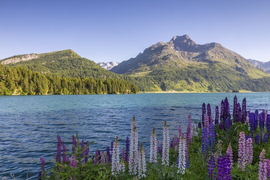 Lupin (Lupinus) against the backdrop of Lake Sils and Piz da la Margna, legume (Fabaceae), Engadin, Graub&uuml;nden, Switzerland