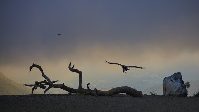Vultures flying and perched on a dead tree at dusk, a mystical atmosphere, griffon vultures (Gyps fulvus), vultures, Vulture Hide, vulture observation post, Mount Koules, Fratri, Agios Vasilios, Rethymno Province, Crete, Greek Islands, Greece