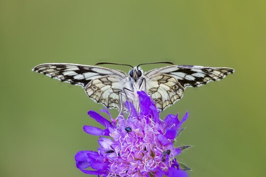 Chessboard Moth (Melanargia galathea) perched on a field scabious (Knautia arvensis), Satyrinae, Kreuzb&uuml;hl nature park Reserve, Messkirch, Upper Danube Nature Park, Baden-W&uuml;rttemberg, Germany