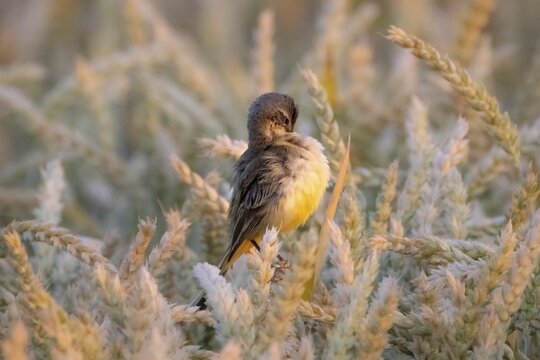 A sheeptail sits in a wheat field near Frankfurt am Main, Frankfurt am Main, Hesse, Germany