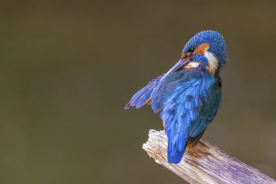 A common kingfisher (Alcedo atthis) preening its plumage on a perch, kingfishers (Alcedinidae), Upper Danube nature park Park, Baden-W&uuml;rttemberg, Germany