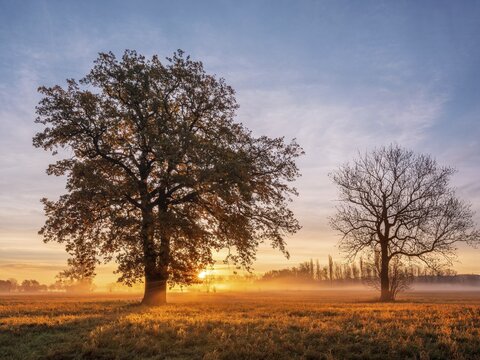 Morning atmosphere in the flower ground in autumn, trees in a meadow with morning fog against light at sunrise, Naumburg, Saxony-Anhalt, Germany
