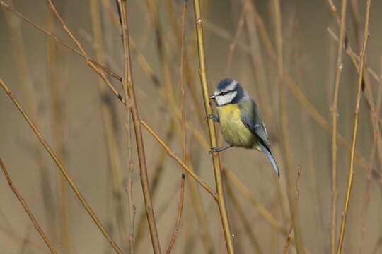 Blue tit (Cyanistes Caeruleus) adult garden bird on a Willow tree branch, Suffolk, England, United Kingdom