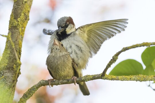 House sparrows (Passer domesticus) mating on a branch, Hesse, Germany
