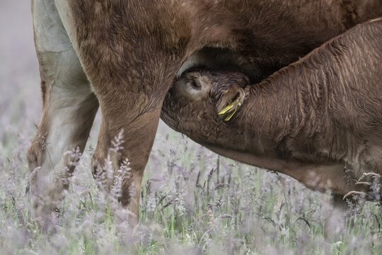 Suckling calf (Bos taurus), suckler cow husbandry, Lower Saxony, Germany