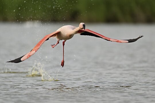 Pink flamingo (Phoenicopterus roseus), taking departure, Camargue Regional Nature Park, southern France, France