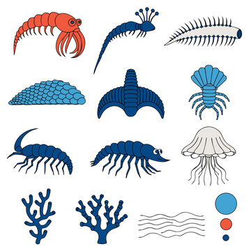 Prehistoric Cambrian Explosion Marine Organisms and Ancient Fossil Life Vector Illustrations