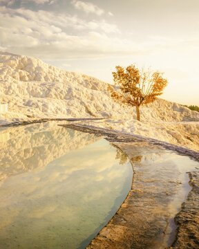 Autumn tree by travertines and around the mineral springs in dramatic tourist destination in Turkey - Pamukkale. 27.11.2019. Autumn conditions and yellow tree in the background