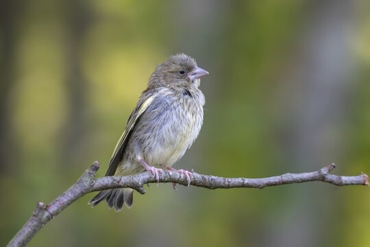 Greenfinch (Chloris chloris), juvenile, perched on a branch, Littlewood Ranch, Limbach, Burgenland, Austria