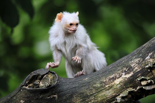 Silver marmoset (Mico argentatus, syn.: Callithrix argentata), silver marmoset, adult, sitting on a tree trunk, alert, South America