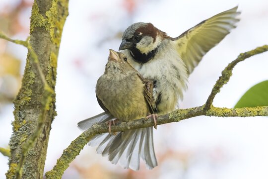A pair of house sparrows (Passer domesticus) mating on a branch, Hesse, Germany